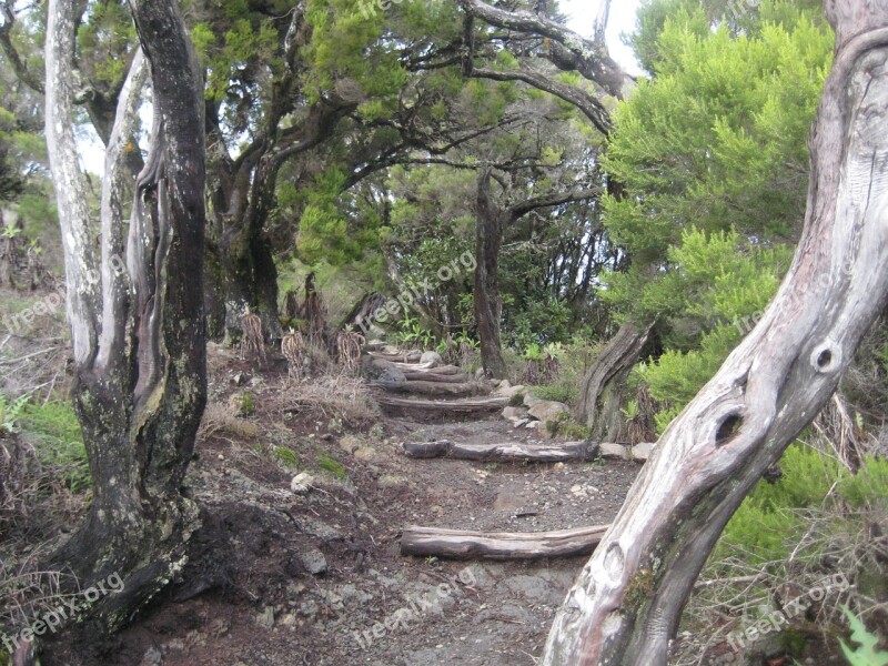 La Reptiles Away Trees Canary Island Free Photos