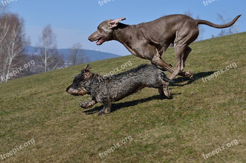 Dogs Running Dachshund Weimaraner Free Photos