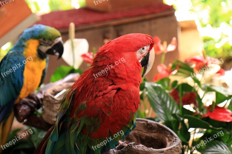 Parrot Ara Bird Beak Red