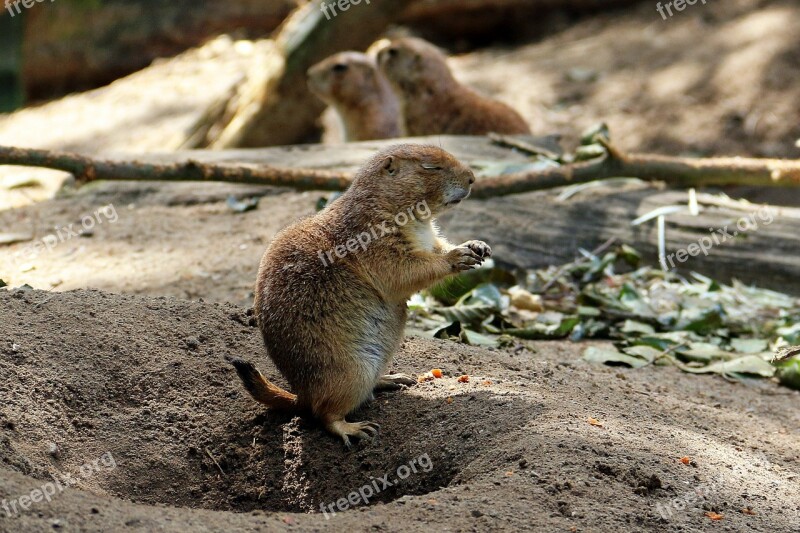 Zoo Lüneburg Heath Animal Forest Meerkat