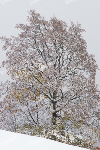 Winter Tree Deciduous Tree Kahl Wintry