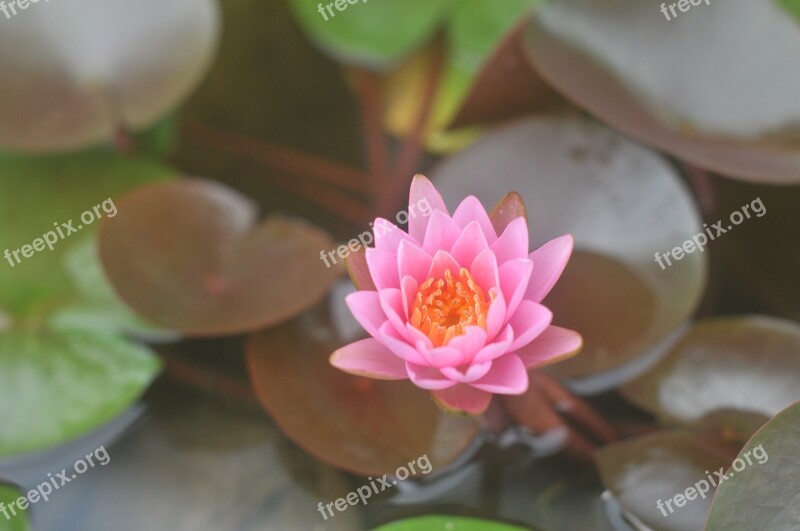 Water Lily Karen Pink Free Photos