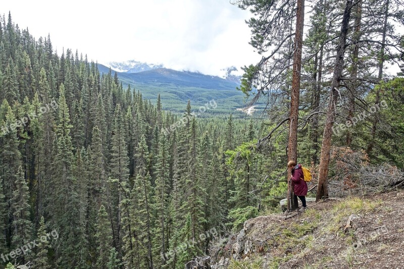 Outlook Forest Looking Landscape Nature