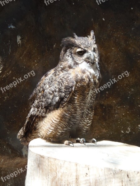 Owl Bird Nature Animal Brown