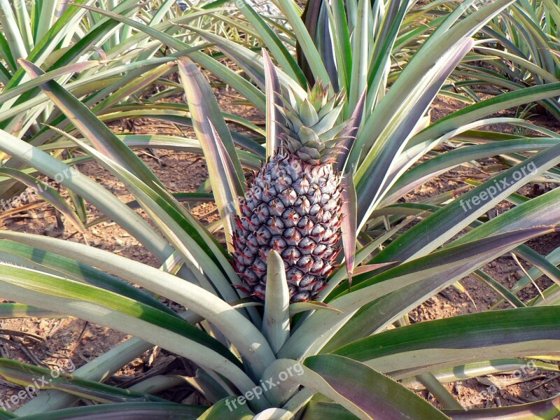 Pineapple Culture Agricultural Plant Fields