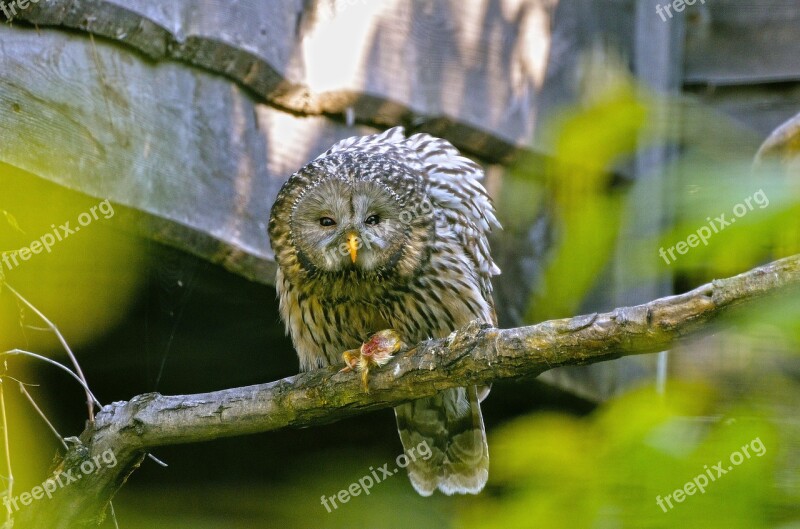 Ural Owl Raptor Strix Ancient Bird Animal