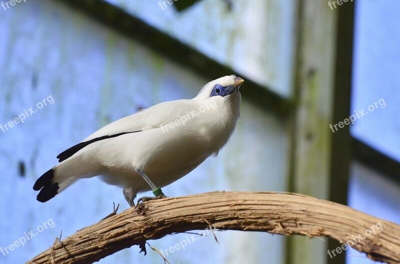 Bali Starling Bird Exotic Bird Animal Mynah