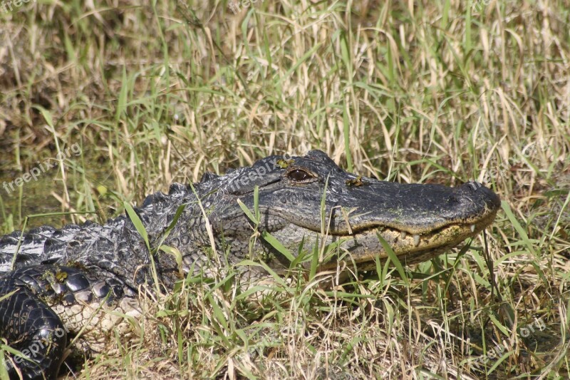 Alligator Nature Florida Reptile Crocodile