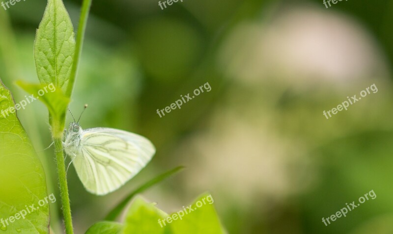 White Butterfly Macro Insect Nature