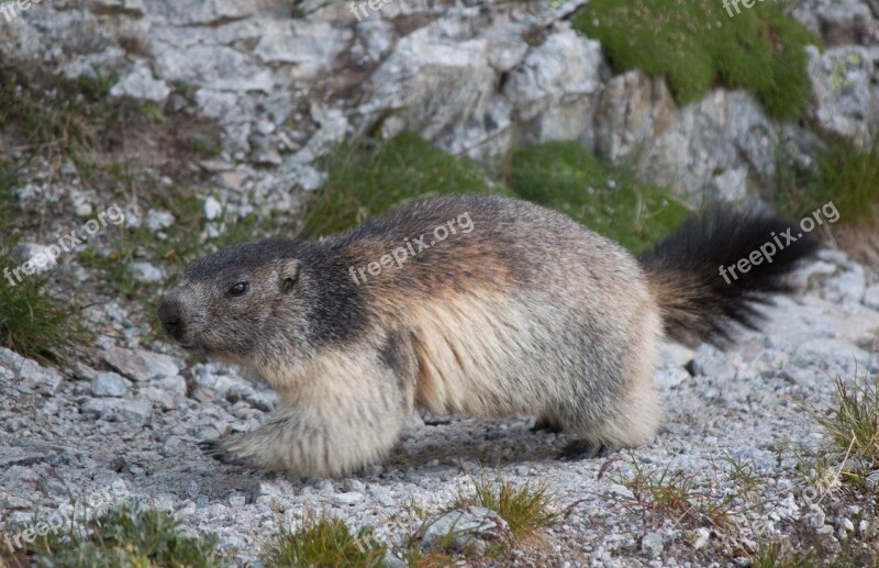 Marmot Alpine Furry Rodent Alpine Marmot