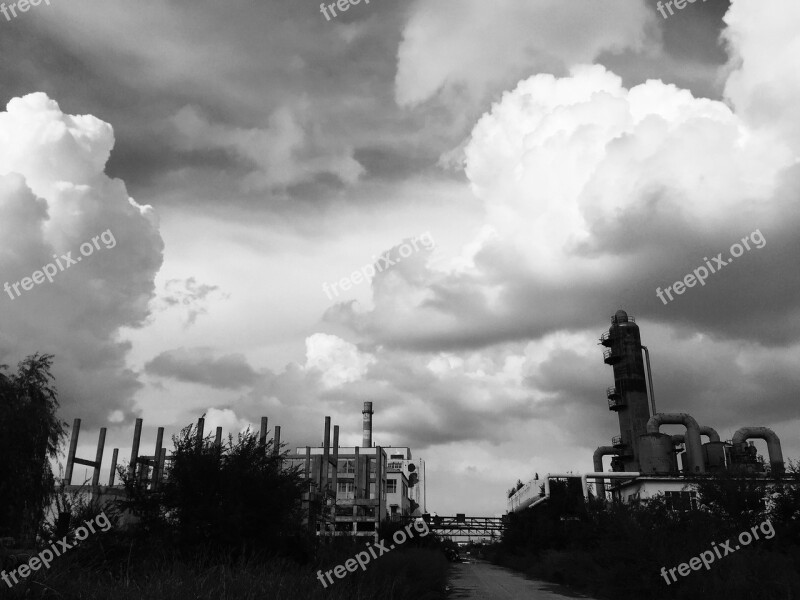 Waste Plant Black And White Light And Shade Free Photos