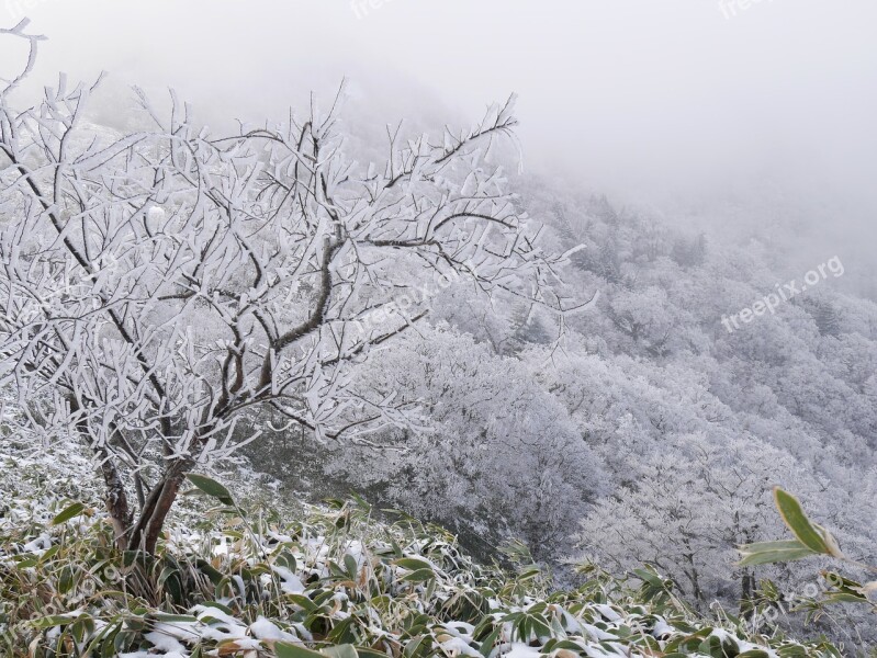 Winter Mountain Rime Winter Cold Wave Sasa Bamboo