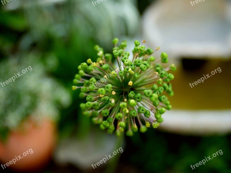 Flower Blossom Bloom Fixed Focal Length Purple