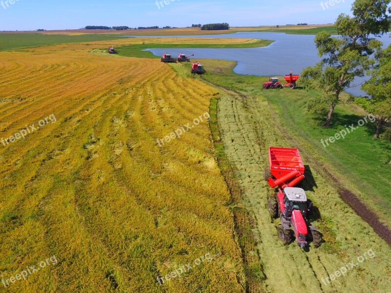 Crop Rice Tractor Massey Ferguson Free Photos