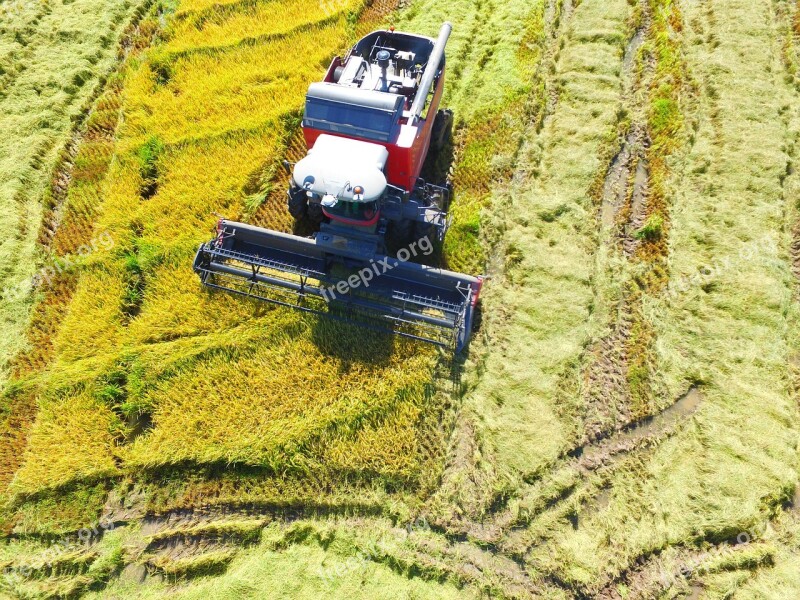 Crop Rice Harvester Massey Ferguson Free Photos