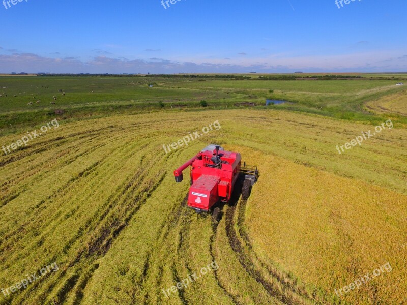 Crop Rice Harvester Massey Ferguson Free Photos