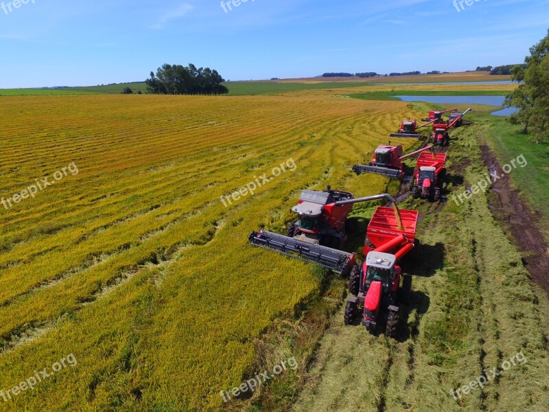 Crop Rice Tractor Harvester Massey Ferguson Free Photos