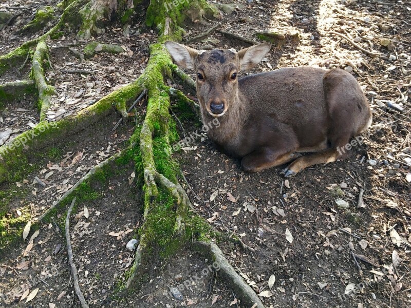 Deer Root Green Nature Forest