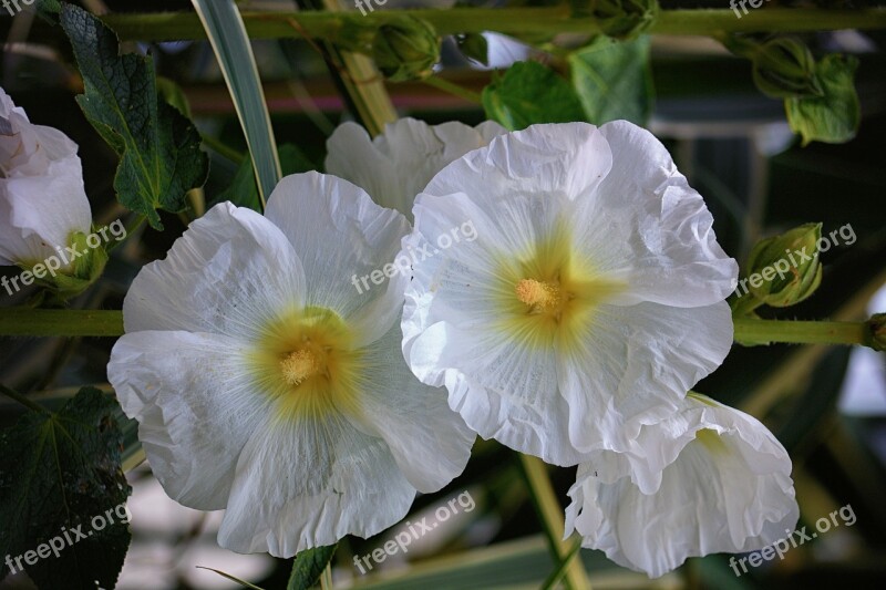 Flowers Hollyhocks Flora Botany White Flowers