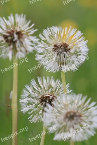 Dandelion Umbrella Seeds Nature Pointed Flower