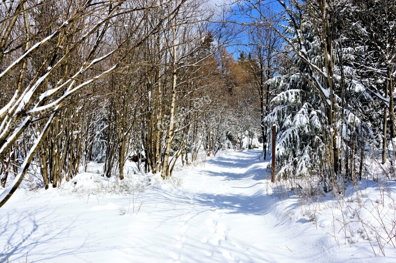 Winter Forest Snow Conifers Firs