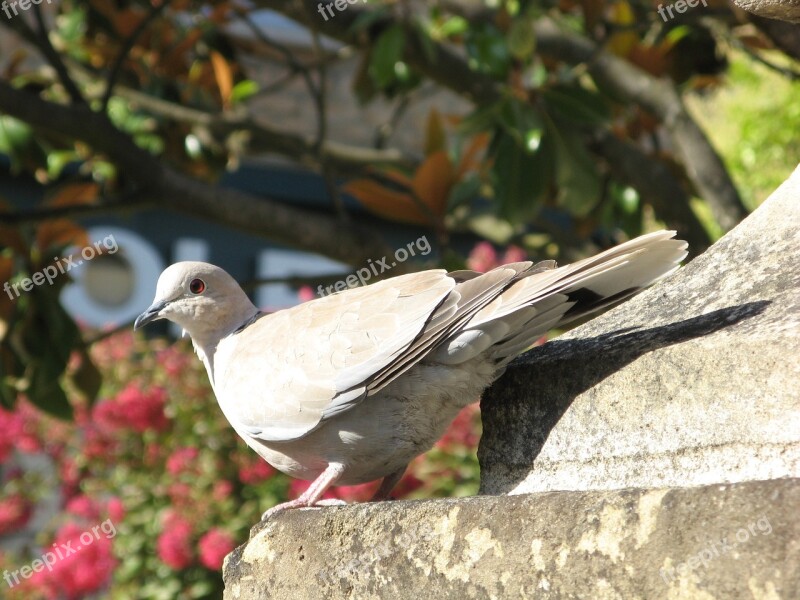 Wood Pigeon Sarlat France Free Photos