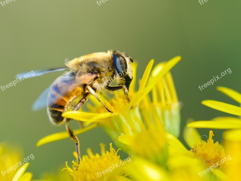 Bourdon Insect Macro Forage Free Photos