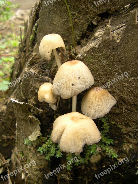 Mushrooms Grebes Poisonous Mushrooms Summer Free Photos