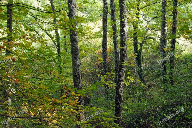 Forest Park Pollino Cerro Quercus Cerris Italy