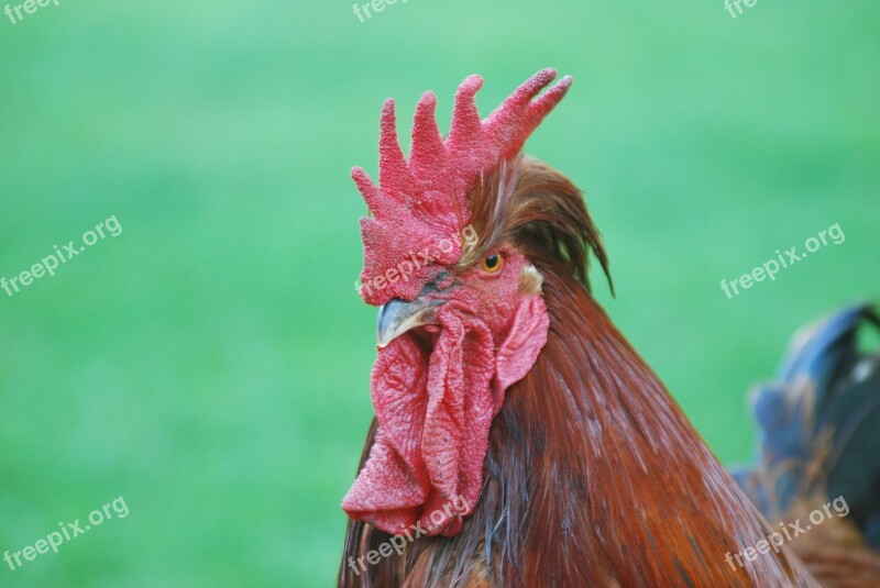 Cock Village Comb Beak Poultry