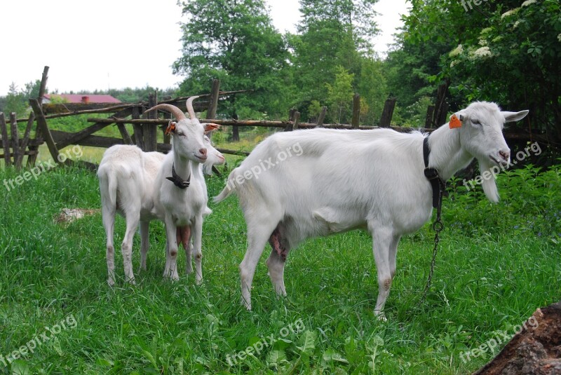 Goats Goat Buck Village Grass