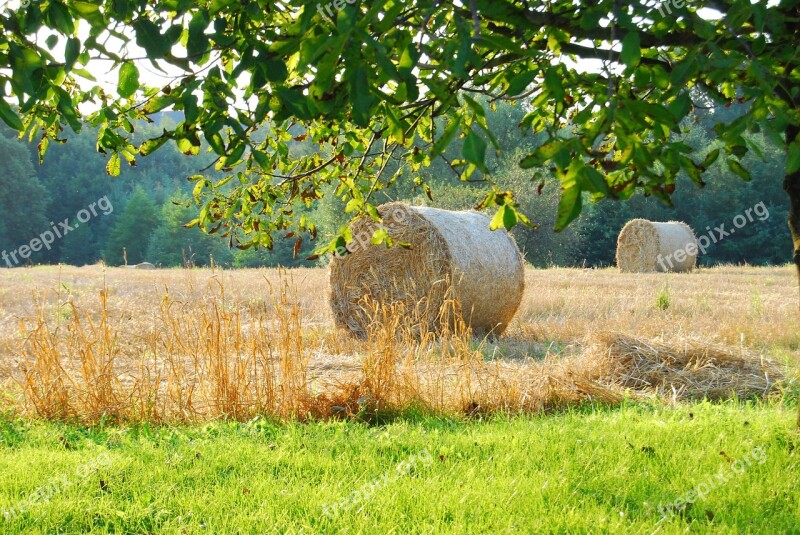 Hay Stubble Grass Free Photos