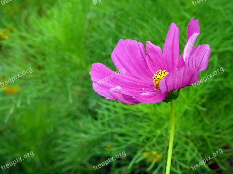 Flower Blossom Bloom Purple Nature