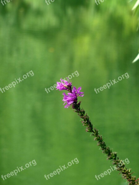 Flower Blossom Bloom Purple Nature