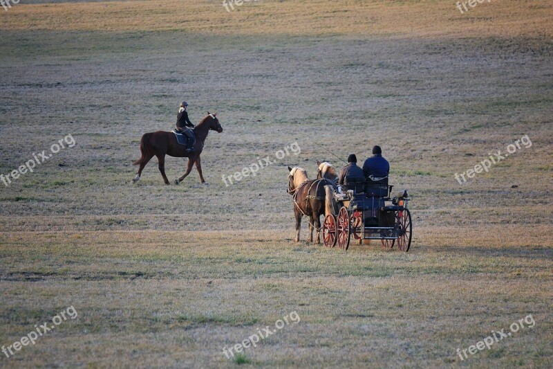 Coach Meadow Black Forest Mare Horses