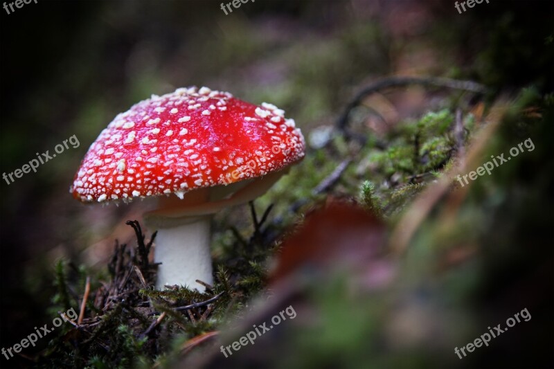 Fly Agaric Forest Red Mushroom Mushroom Toxic