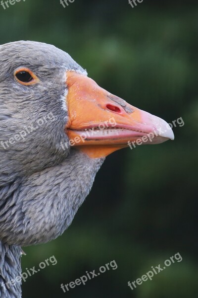 Goose Bird Grey Nature Animal