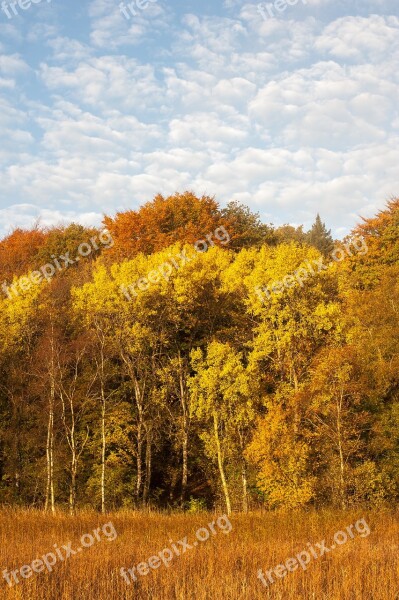 Forest Trees Autumn Defoliation Free Photos