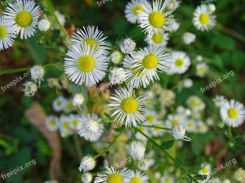 Fine Jet Pointed Flower White Fleabane Flower