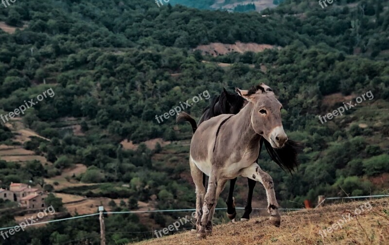 Animal Farm Animals Closed Nature Donkey