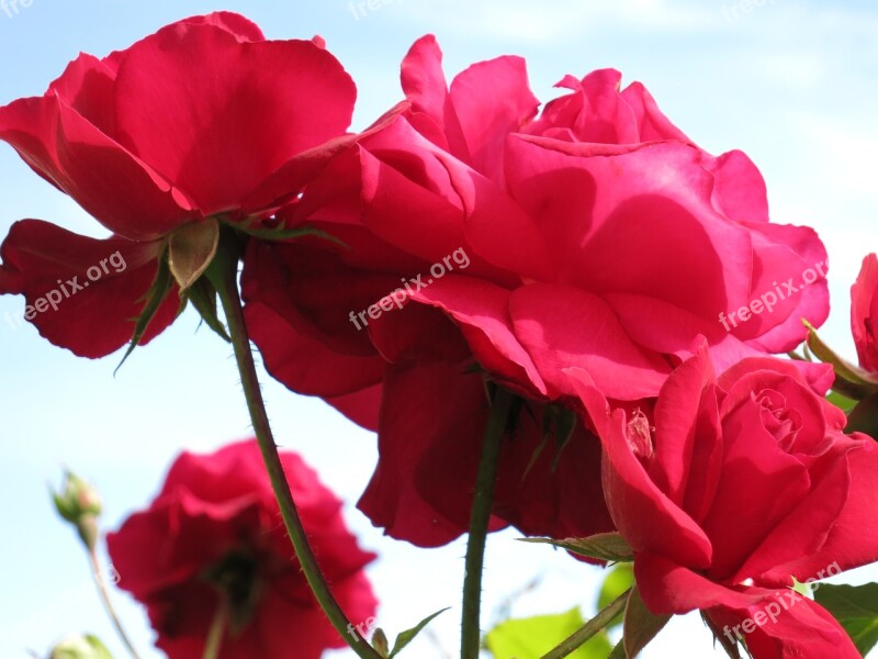 Rose Blume Rot Free Photos