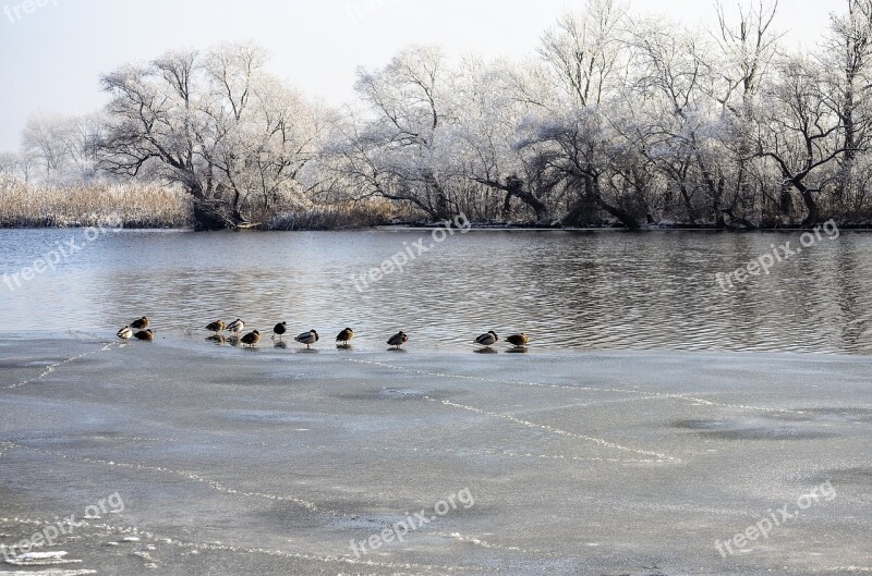 Winter River Bird Nature Water