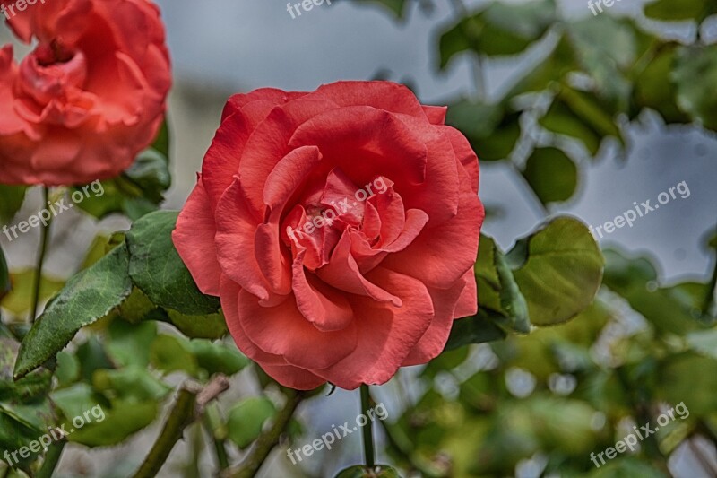 Flower Pink Garden Nature Rosebush