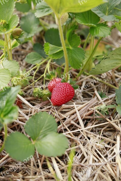 Nature Plant Strawberry Red Fruits