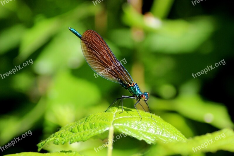 Insect Macro Dragonfly Demoiselle Garden