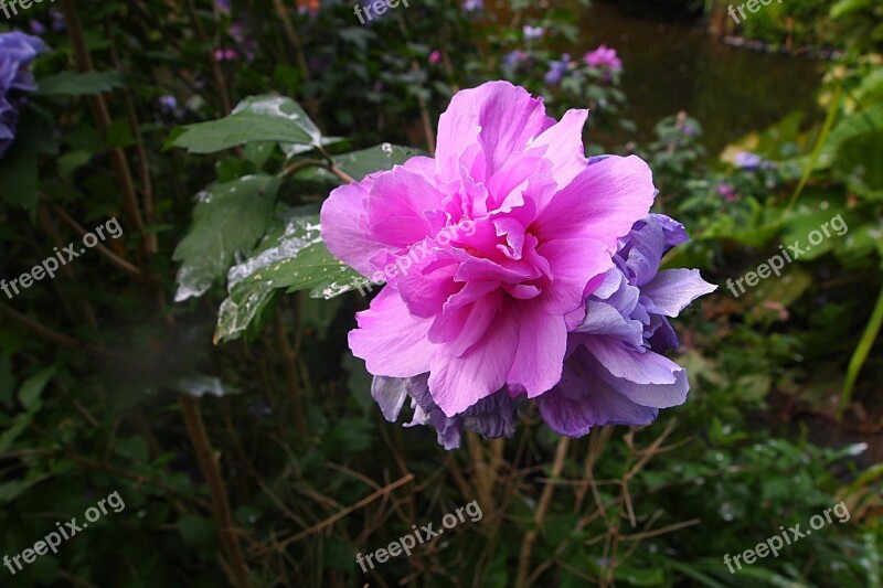 Flower Pink Flower Pink Flowers Garden Plant