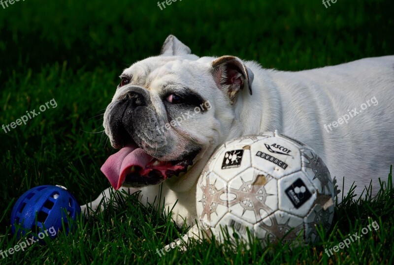 Dog English Bulldog Bulldog Animal Language