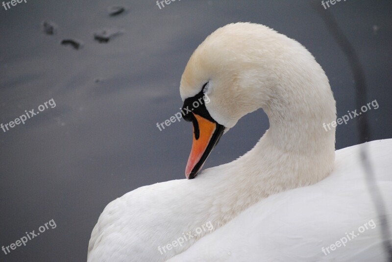 Swan Neck White Bird Water