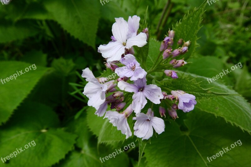 Lunaria Rediviva Perennial Flower Lunaria Brassicaceae