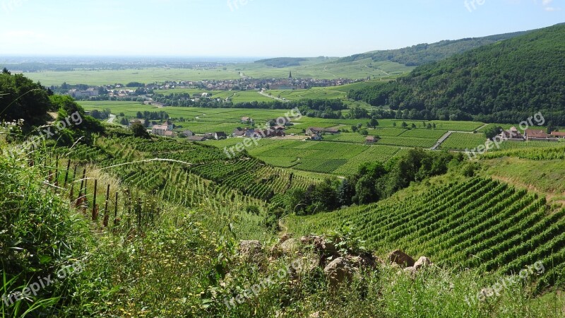 Vineyard France Alsace Summer Landscape Viticulture